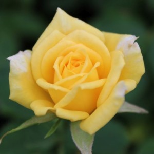 RISE N SHINE (miniature)